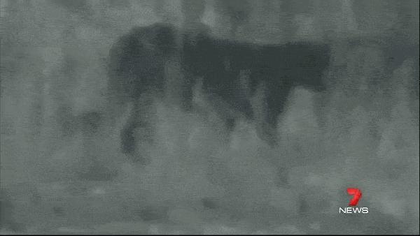 澳洲未解之谜，它又出现了！幽灵猫现，必有血案！