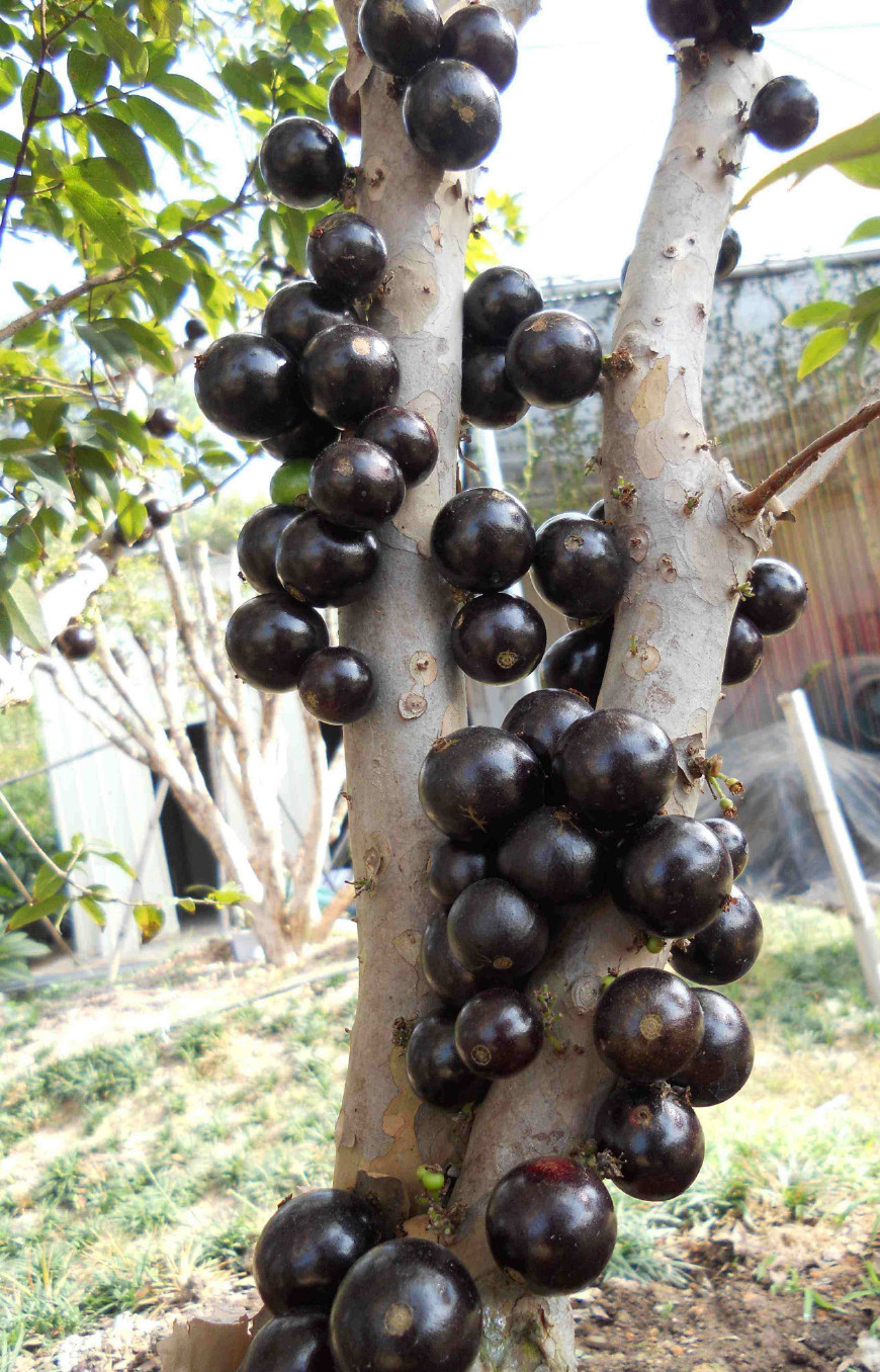 热带水果珍宝果,珍宝果属于什么水果