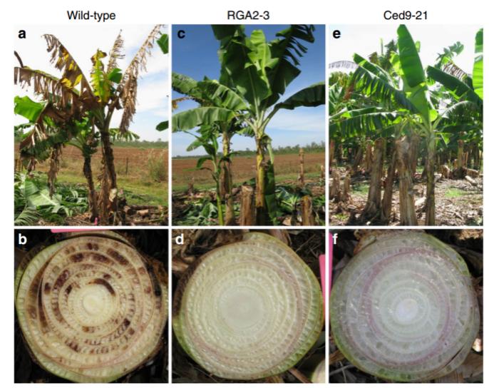 人类早期种植的香蕉,人类培育的水果