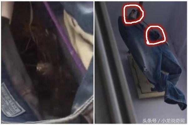 牛仔裤晾阳台一个月未收，无意中发现裤裆里有草，仔细一看乐了