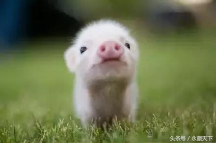 2019猪年普通纪念币预约,2019猪年生肖纪念币首发