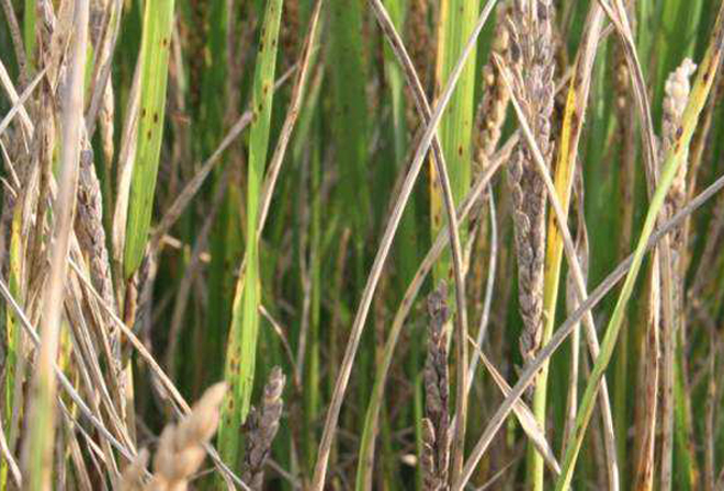 哪些因素能导致水稻形成白穗病?防治措施是什么?