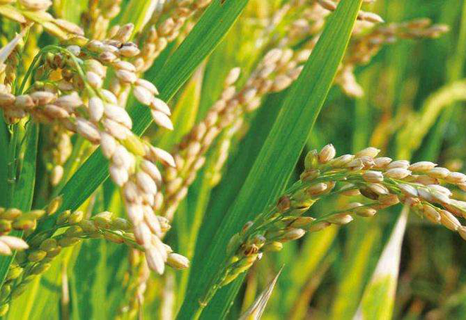 哪些因素能导致水稻形成白穗病?防治措施是什么?