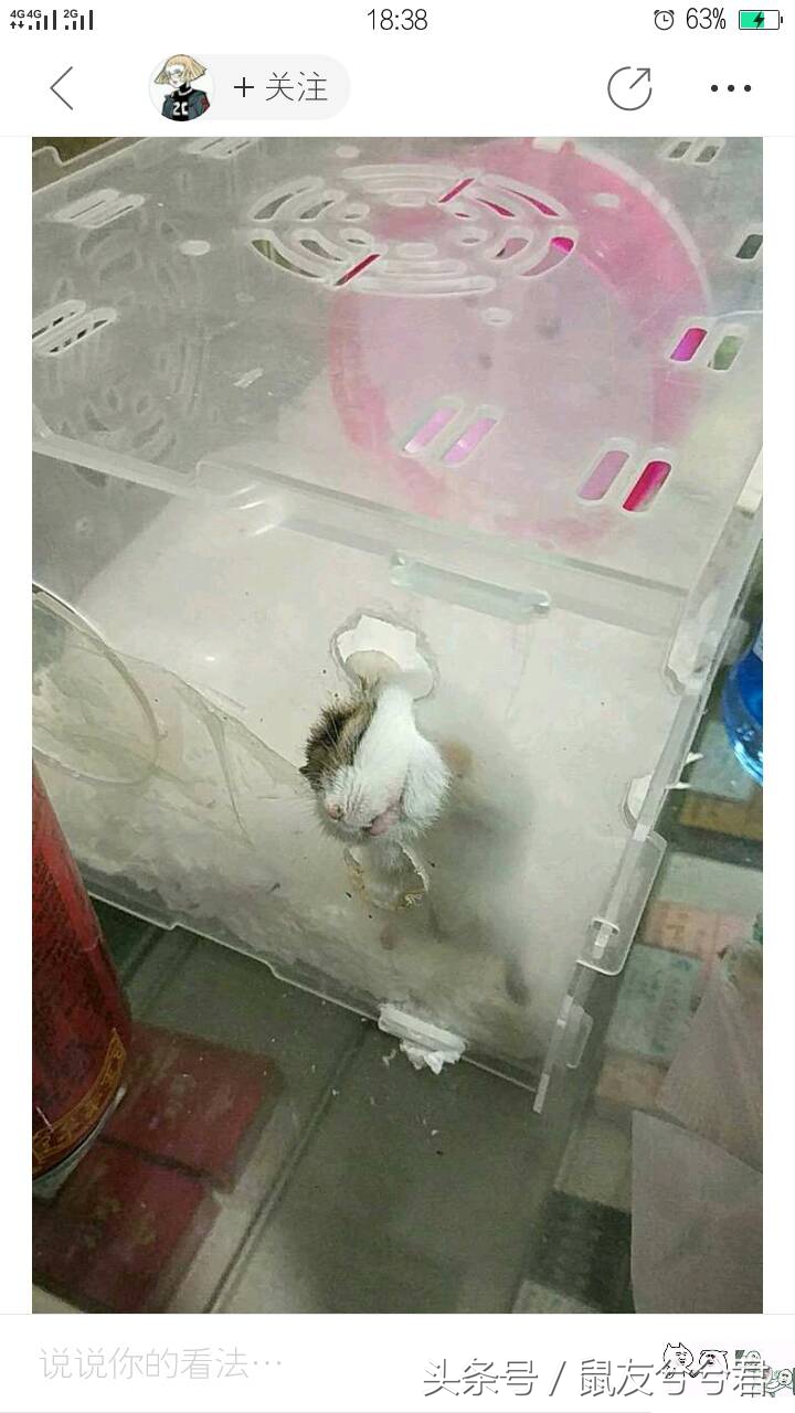 小仓鼠怎么避免生病或死亡,生病仓鼠饮食注意什么问题