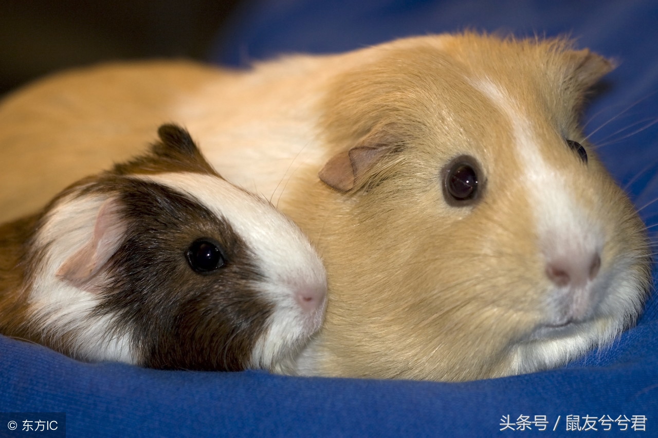 小仓鼠怎么避免生病或死亡,生病仓鼠饮食注意什么问题