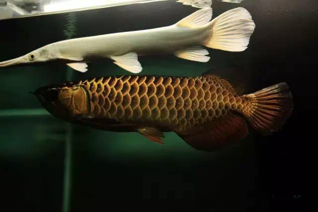 经典混养搭配,混养的问题及解决方法