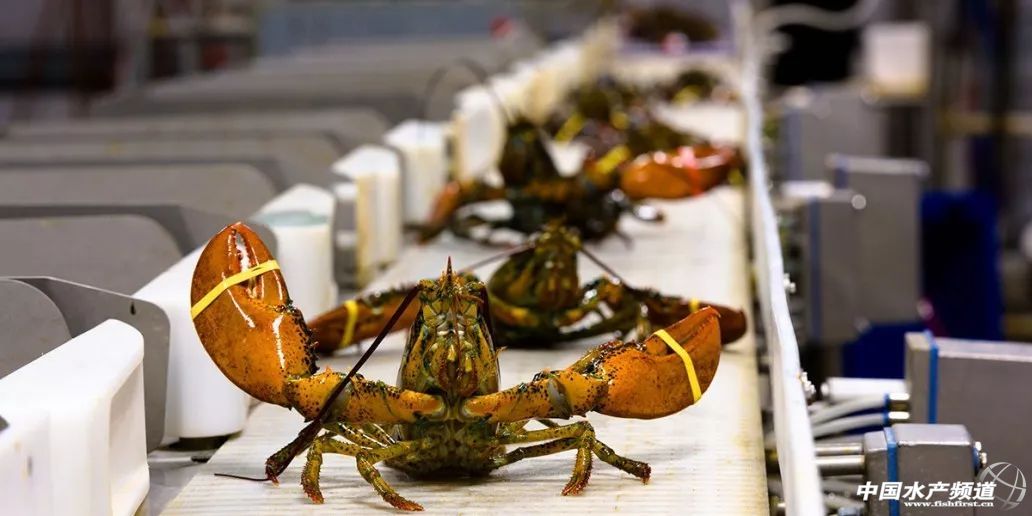 波龙行情走势,波龙价格走势最新消息