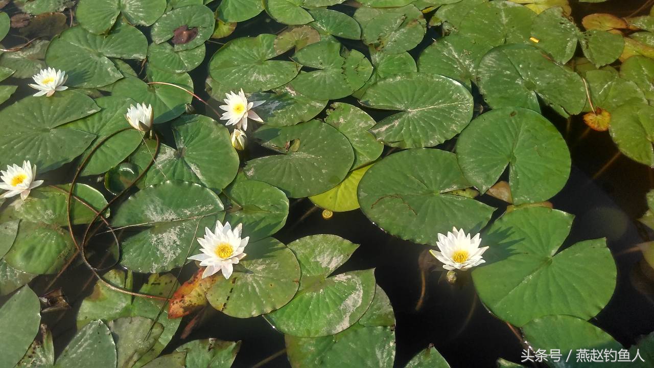 滑竿双铅坠钓法与调漂方法,钓鱼滑竿怎么配铅坠