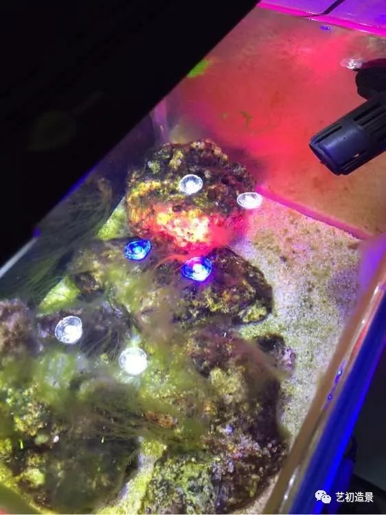 海缸方缸最合适的尺寸,超大海缸开缸教程新手入门