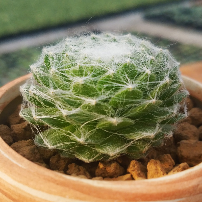 多肉蛛丝卷绢的养护方法视频,多肉蛛丝卷绢怎么扦插