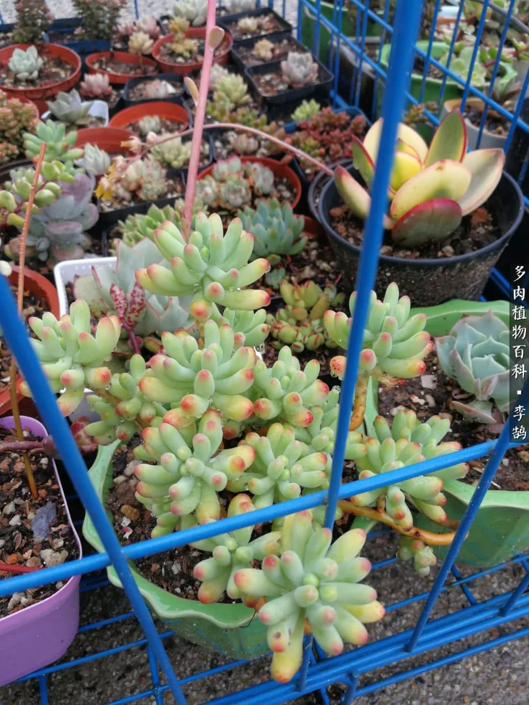 10种养不死的多肉新手的首选,露养多肉的100种方法