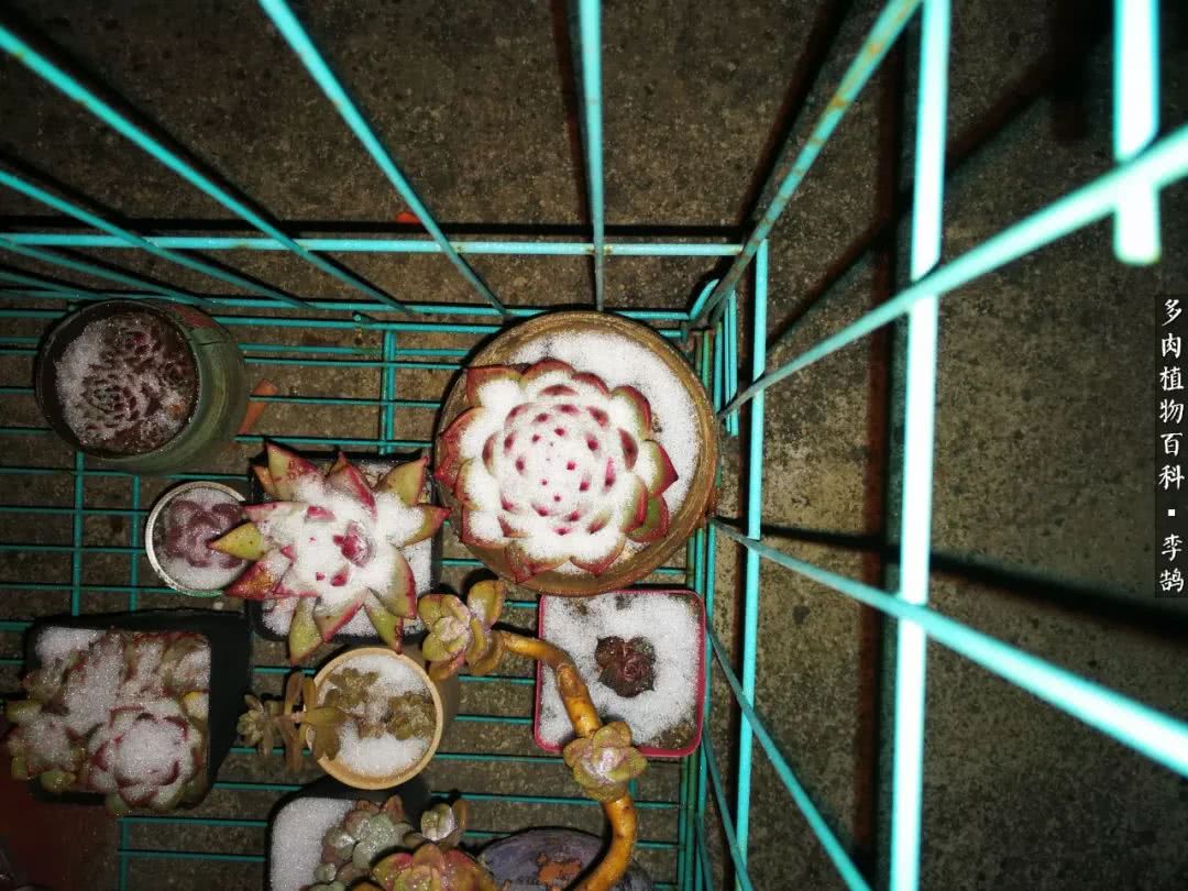 10种养不死的多肉新手的首选,露养多肉的100种方法