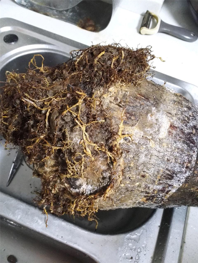 发财树起死回生视频,快死掉的发财树如何弄活