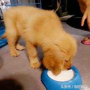 为什么动物能直接喝脏水,为什么动物可以喝不干净的水