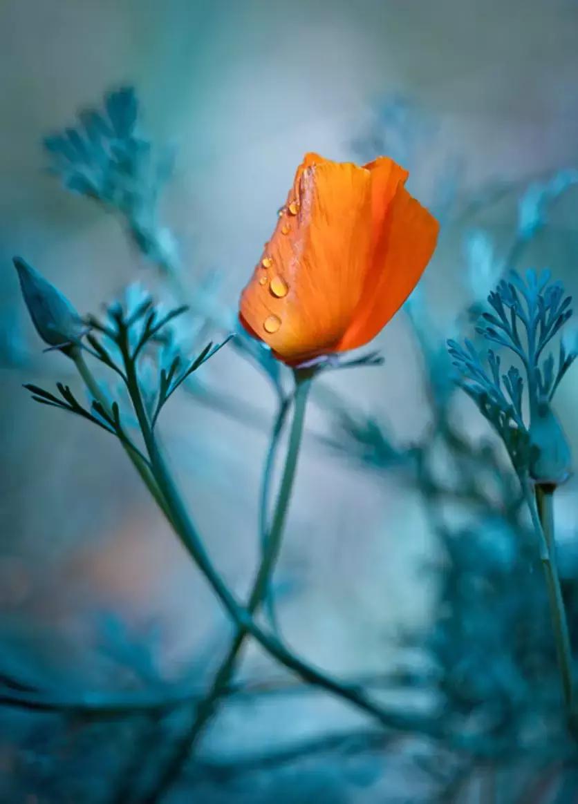 做个花心的女人视频,做个花心的女人歌曲