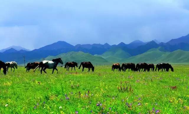 甘肃张掖军马场旅游 (张掖最好的军马场)