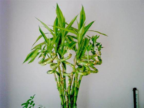 哪些竹子盆景好养,有什么好养的竹子