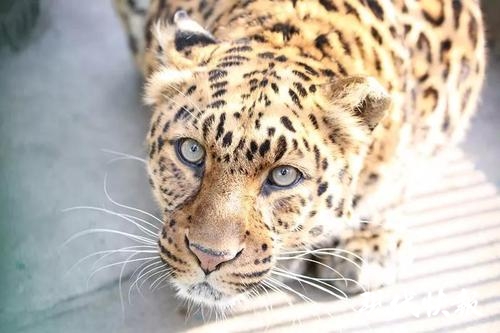 世界杯吉祥物都有哪些,世界杯吉祥物图片2022原型