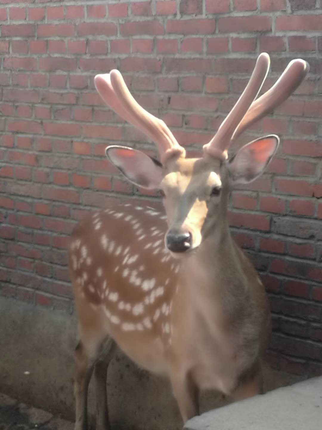 鹿茸认识四大误区,盘点鹿茸的食用禁忌