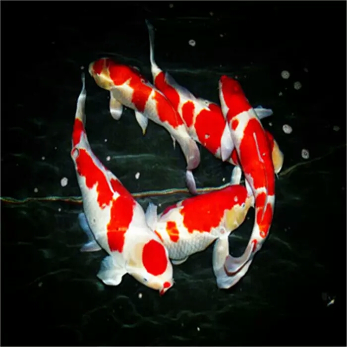 锦鲤烂嘴可以用高锰酸钾,锦鲤烂嘴烂尾用什么药