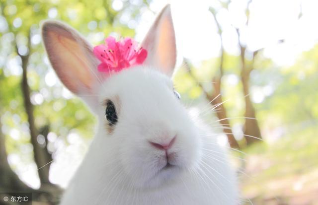 寻找1975年2月初7出生的兔,寻找1975年的兔