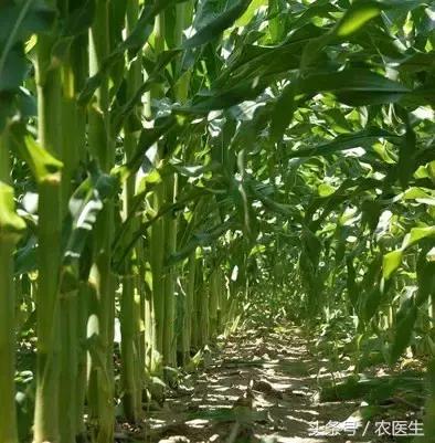玉米倒伏的最佳解决方法,玉米倒伏补救最快方法