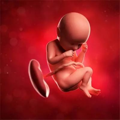 妇科医生怀孕难题,妇科医生解释怀孕