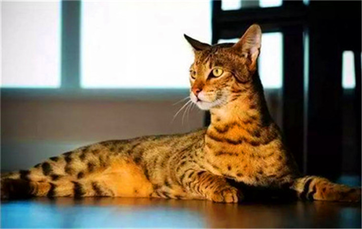 世界杯和国足身价对比,世界杯足球队价值排行榜