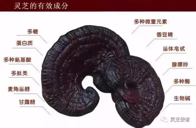 灵芝分散片一般吃多久才见效,灵芝吃多久对肝才有效