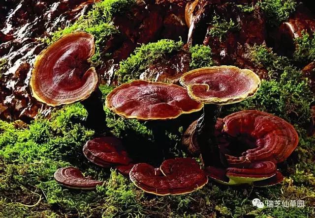 为什么灵芝能起死回生,灵芝对人体哪些系统有效