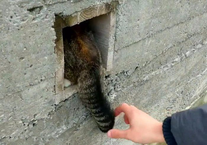 辟谣，猫咪尾巴一直不动很正常？错，不仅反常更有瘫痪风险