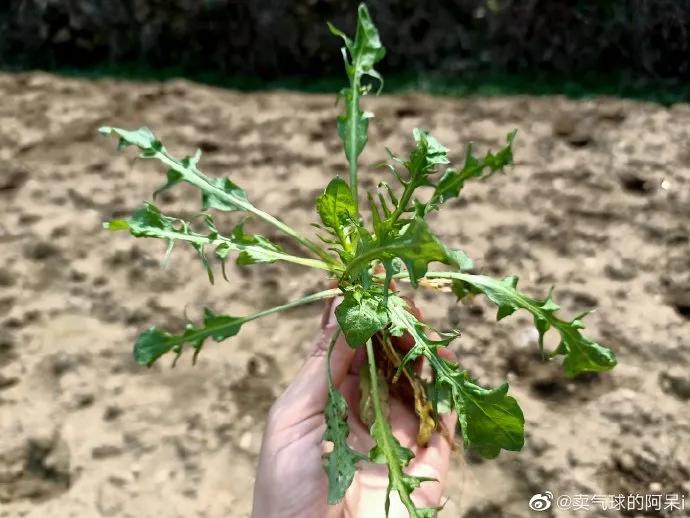 “我还没见过有那个城市的春天，能比武汉还美！”