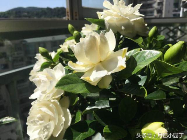 栀子花喂点什么水开花多,盆栽野栀子花叶片发黄