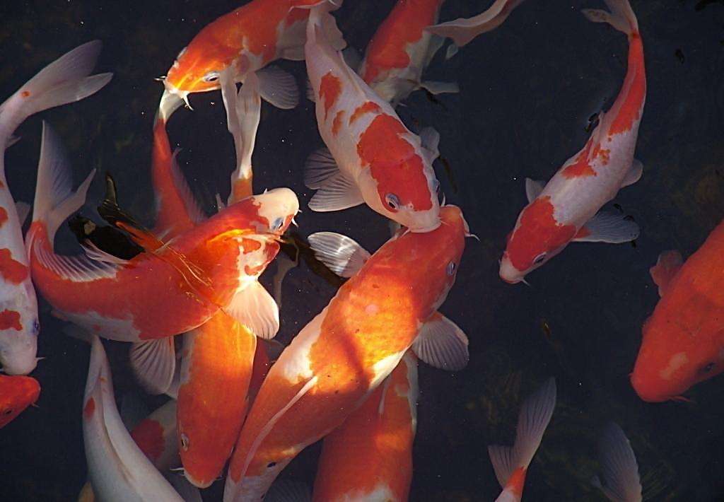 既想造景又想养鱼,鱼缸清洁一杆搞定六种功能