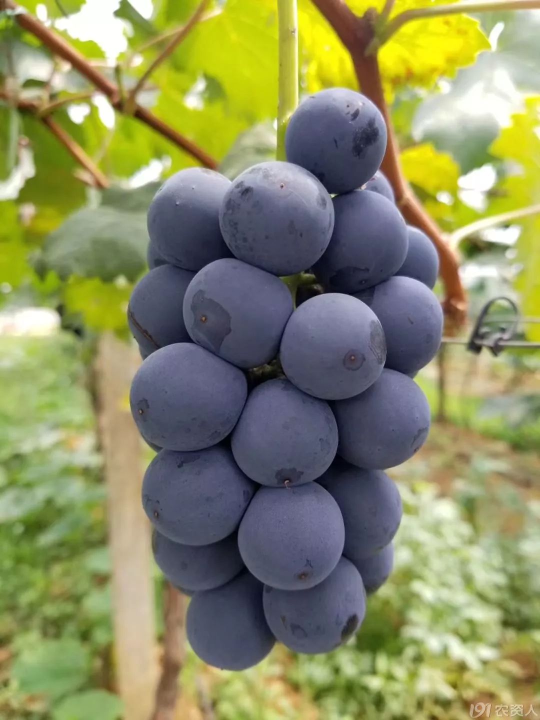 发了霉的葡萄是什么意思,葡萄上长白霉是什么原因