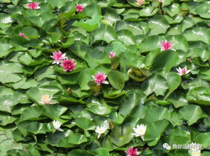 什么花可以在水里养,什么花能在水里养