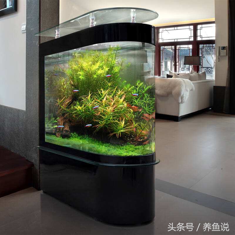 免清洗鱼缸是真的吗,免换水真草生态鱼缸