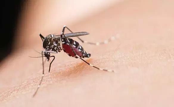 防止蚊子咬最好的方法,终于知道为什么容易被蚊子咬了