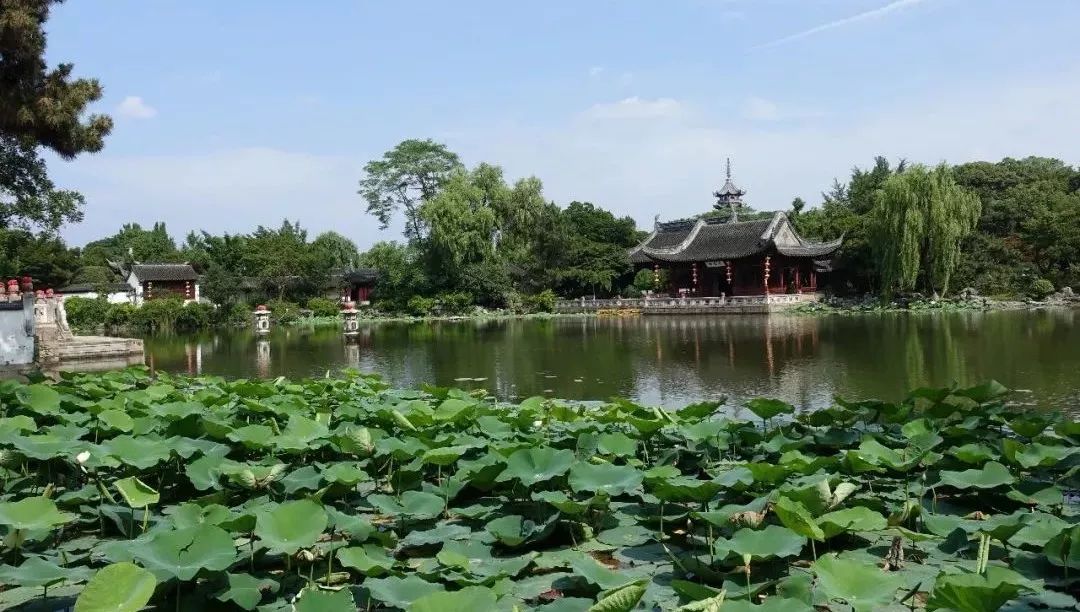 上海有哪些公园可以赏花,上海现在有哪些公园可观赏到荷花