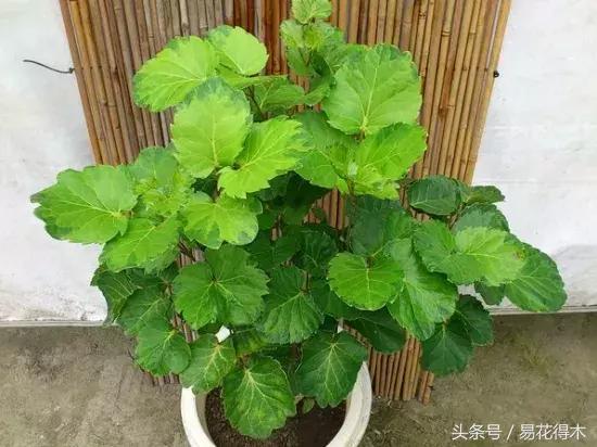 福禄桐绿植花卉,福禄桐防烂根