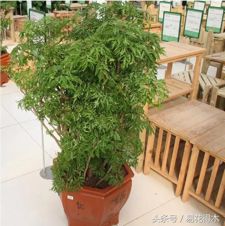 福禄桐绿植花卉,福禄桐防烂根