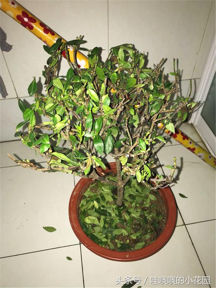 栀子黄叶枯萎花落,栀子过冬叶子全部脱落还能活