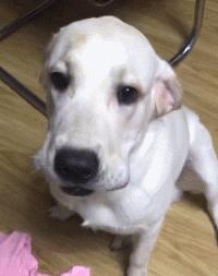 狗狗吃东西中毒症状,狗狗吃东西中毒要多久