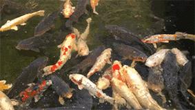 名古屋攻略大全,名古屋有什么玩的