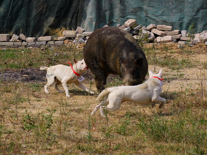 这种犬号称世界第三猎犬,为何不是世界第二猎犬呢