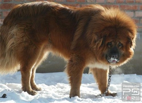 关于世界名狗名犬排行榜,世界名犬狗的品种大全