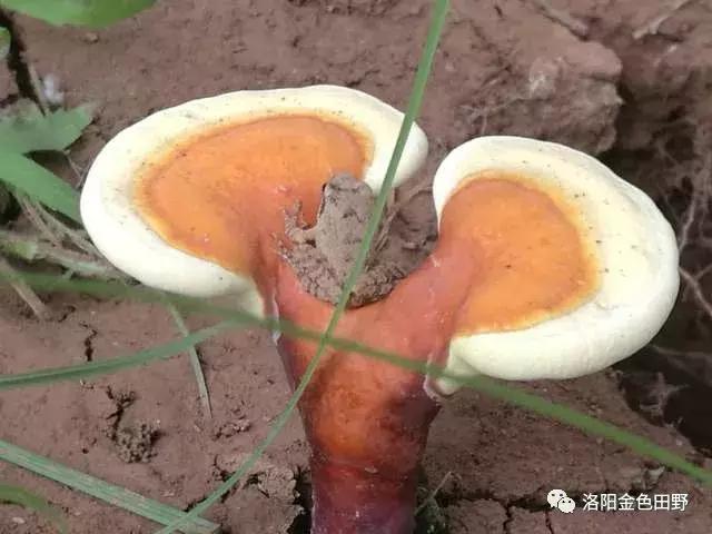 嵩县灵芝种植,嵩县何村蛮峪岭