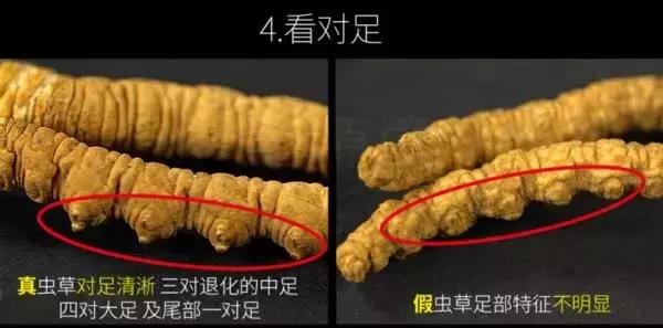 冬虫夏草补肾,冬虫夏草补肾益肺功效