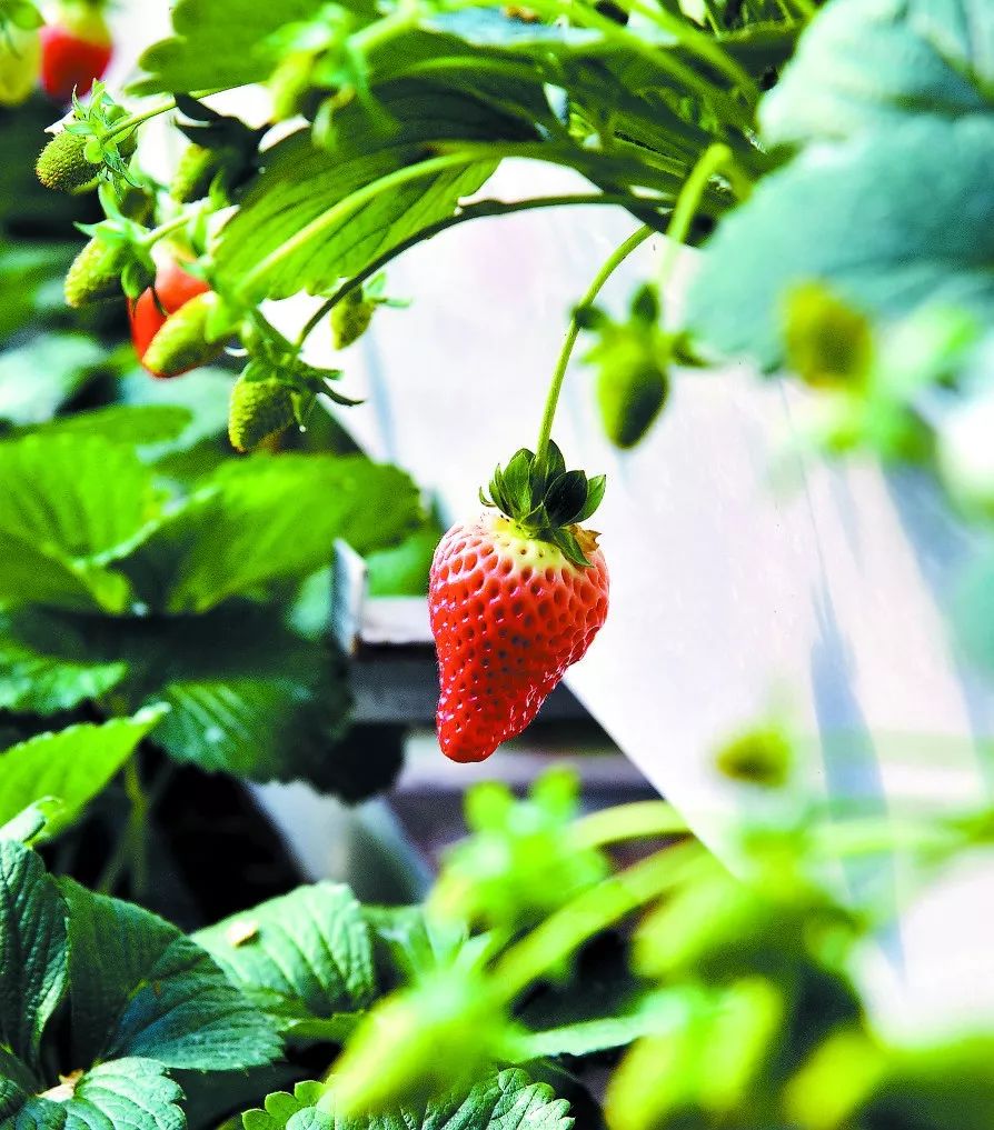 孟津袖珍西瓜多少钱,孟津袖珍西瓜新品种