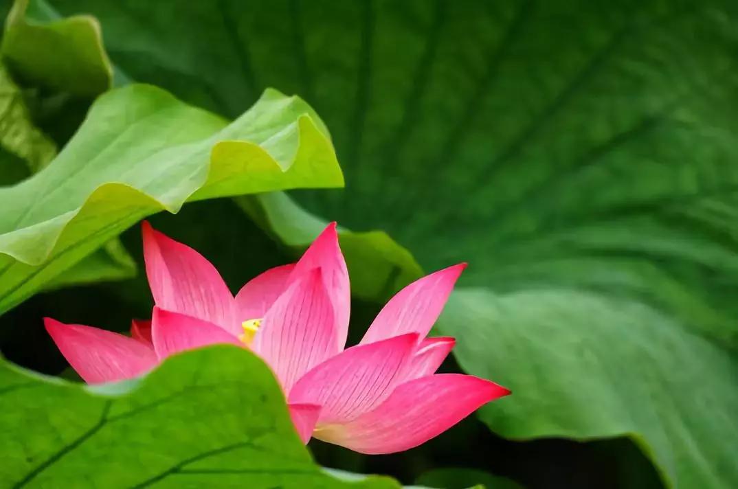 浙江一片夏季花海，带你在炎炎夏日赏花、美拍尽享自然清凉~